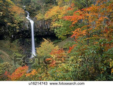 "Autumn Leaves And Waterfall, Akita, Japan" View Large Photo Image Stock Image - "Autumn Leaves And Waterfall, Akita, Japan". Fotosearch