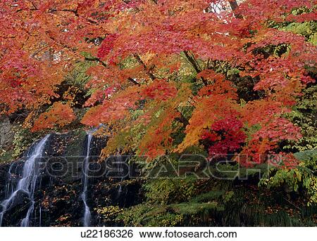 "Autumn Leaves And Waterfall, Aomori, Japan" View Large Photo Image Stock Photograph - "Autumn Leaves And Waterfall, Aomori, Japan". Fotosearch