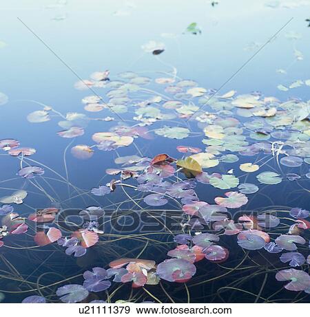 Stock Photo - "Autumn Leaves In Pond, Nagano, Japan". Fotosearch