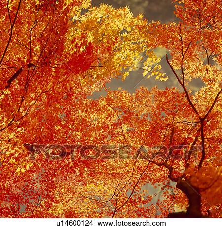 "Autumn Leaves, Kyoto, Japan" View Large Photo Image Picture - "Autumn Leaves, Kyoto, Japan". Fotosearch