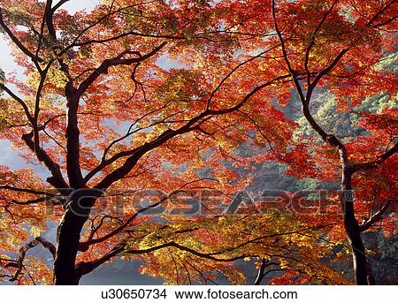 "Autumn Leaves, Kyoto, Japan" View Large Photo Image Picture - "Autumn Leaves, Kyoto, Japan". Fotosearch