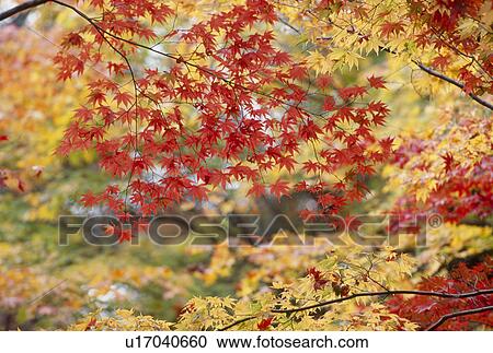 "Autumn Leaves, Kyoto, Japan" View Large Photo Image Stock Image - "Autumn Leaves, Kyoto, Japan". Fotosearch
