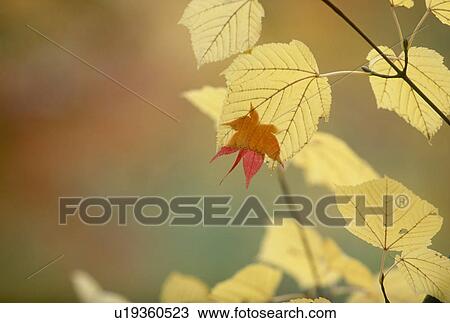Stock Image - "Autumn Leaves, Kyoto, Japan". Fotosearch