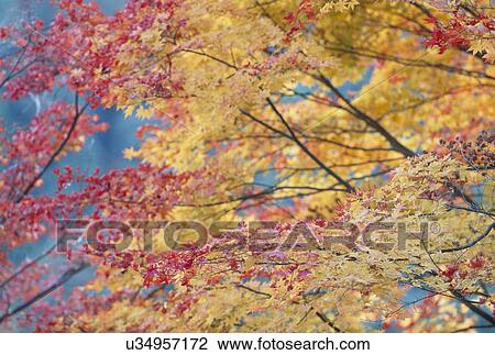 Stock Image - "Autumn Leaves, Kyoto, Japan". Fotosearch