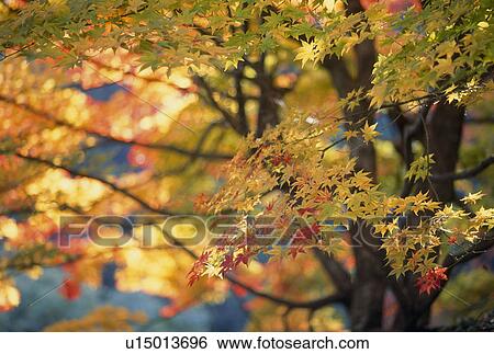 "Autumn Leaves, Kyoto, Japan" View Large Photo Image Stock Photograph - "Autumn Leaves, Kyoto, Japan". Fotosearch