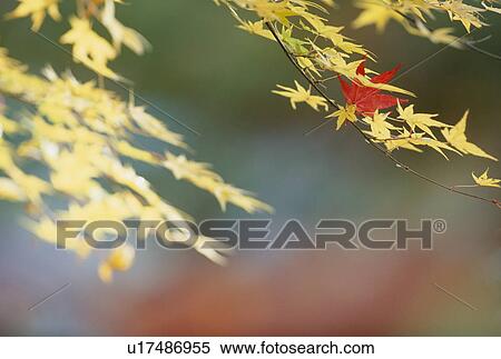 Stock Photography - "Autumn Leaves, Kyoto, Japan". Fotosearch