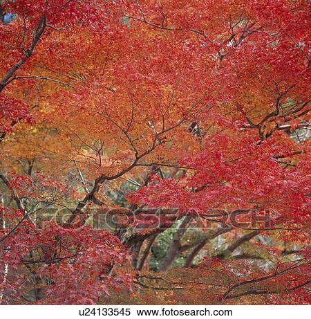 "Autumn Leaves, Kyoto, Japan" View Large Photo Image Stock Photography - "Autumn Leaves, Kyoto, Japan". Fotosearch
