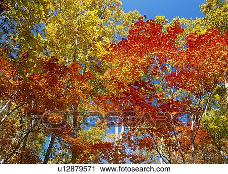 Stock Image - "Autumn Leaves, Nagano, Japan". Fotosearch