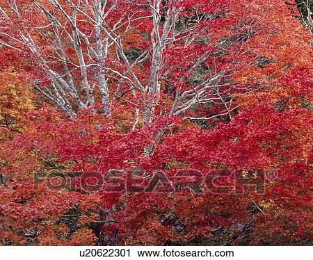 "Autumn Leaves, Nagano, Japan" View Large Photo Image Stock Image - "Autumn Leaves, Nagano, Japan". Fotosearch