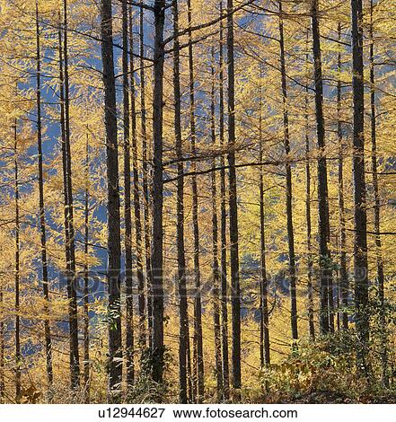 Stock Photo - "Autumn Leaves Of Larch, Yamanashi, Japan". Fotosearch
