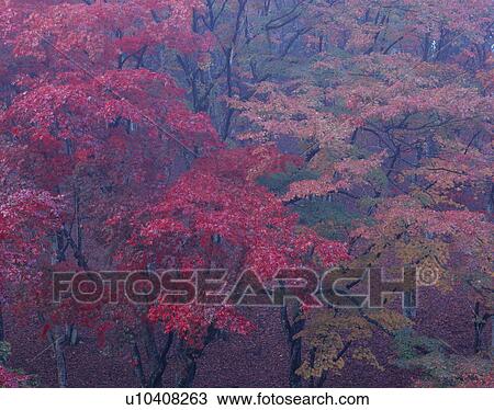"Autumn Leaves, Shizuoka, Japan" View Large Photo Image Stock Image - "Autumn Leaves, Shizuoka, Japan". Fotosearch