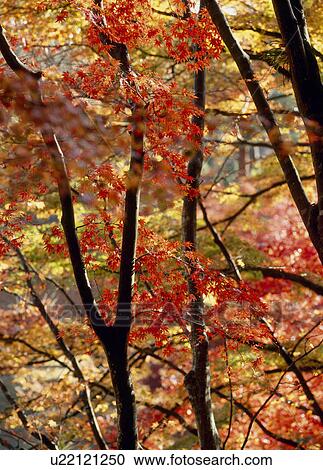 "Autumn Leaves, Shizuoka, Japan" View Large Photo Image Stock Image - "Autumn Leaves, Shizuoka, Japan". Fotosearch