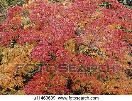 Stock Photo - "Autumn Leaves, Shizuoka, Japan". Fotosearch