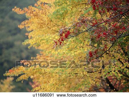 Stock Image - "Autumn Leaves, Tochigi, Japan". Fotosearch