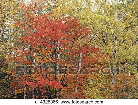 "Autumn Leaves, Tochigi, Japan" View Large Photo Image Stock Photograph - "Autumn Leaves, Tochigi, Japan". Fotosearch