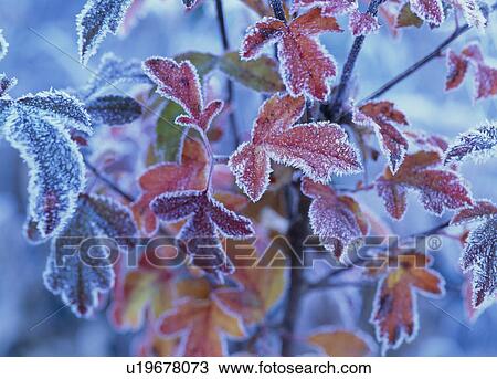 Stock Image - "Autumn Leaves With Frost, Nagano, Japan". Fotosearch