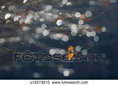 "Branch and Ray, Tochigi, Japan" View Large Photo Image Stock Image - "Branch and Ray, Tochigi, Japan". Fotosearch