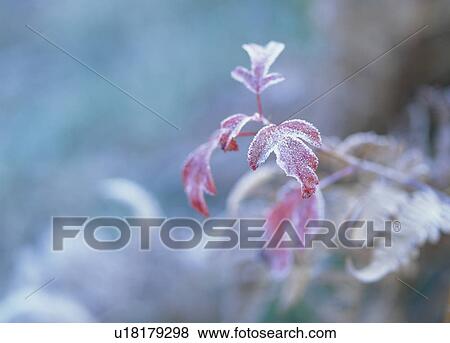 Stock Photo - "Close Up Of Autumn Leaves, Nagano, Japan". Fotosearch
