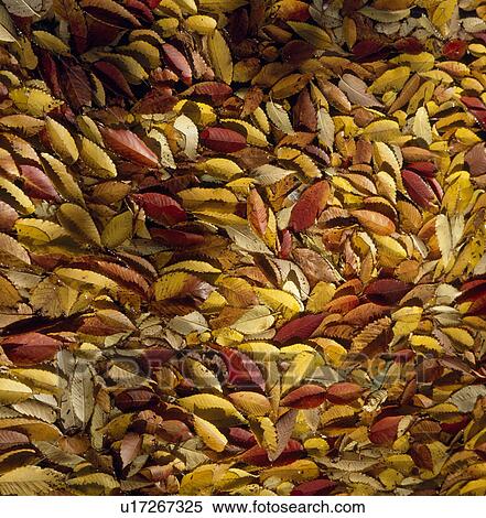"Fallen Leaves, Nagano, Japan" View Large Photo Image Stock Photography - "Fallen Leaves, Nagano, Japan". Fotosearch