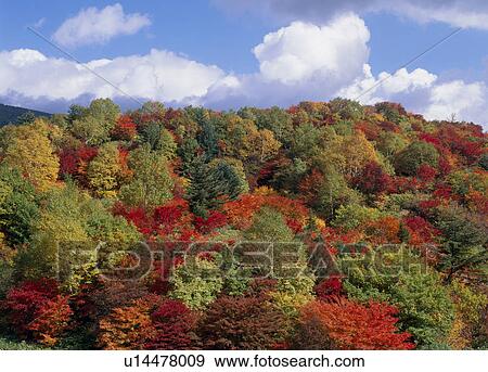 Stock Photo - "Forest With Autumn Leaves, Iwate, Japan". Fotosearch