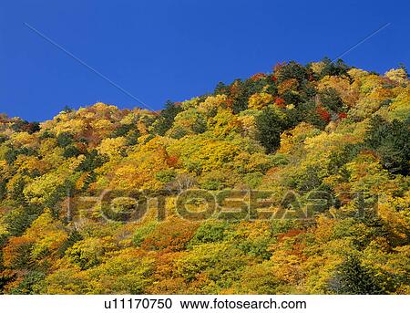 Stock Image - "Forest With Autumn Leaves, Nagano, Japan". Fotosearch