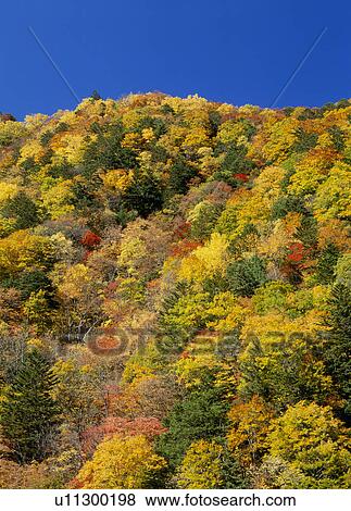 Stock Photo - "Forest With Autumn Leaves, Nagano, Japan". Fotosearch