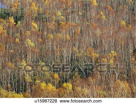 Stock Photo - "Forest With Autumn Leaves, Nagano, Japan". Fotosearch
