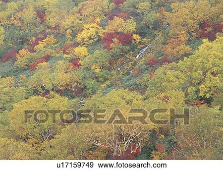 Stock Photo - "Forest With Autumn Leaves, Nagano, Japan". Fotosearch