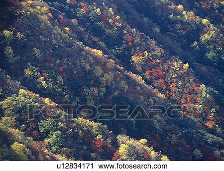 Stock Image - "Forest With Autumn Leaves, Tochigi, Japan". Fotosearch