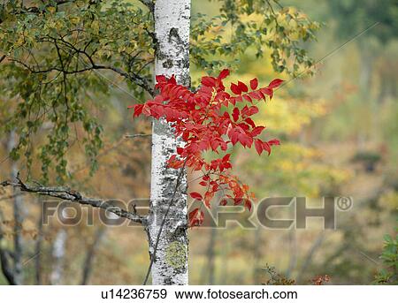 Stock Photo - "Japanese White Birch And Red Leaves, Nagano, Japan". Fotosearch