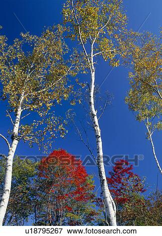 Stock Photo - "Japanese White Birch And Red Leaves, Nagano, Japan". Fotosearch