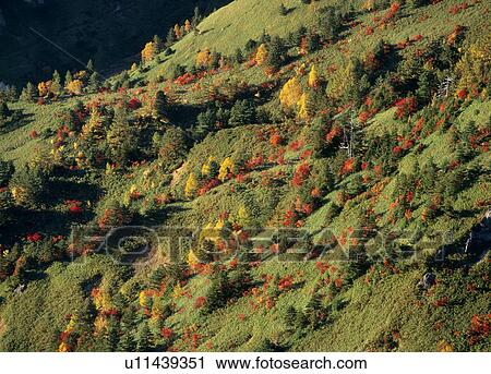 "Mountain With Autumn Leaves, Nagano, Japan" View Large Photo Image Stock Image - "Mountain With Autumn Leaves, Nagano, Japan". Fotosearch