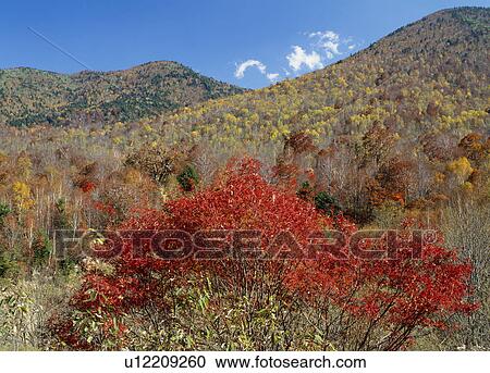 Stock Image - "Mountain With Autumn Leaves, Nagano, Japan". Fotosearch