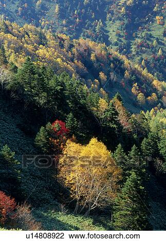 "Mountain With Autumn Leaves, Nagano, Japan" View Large Photo Image Stock Image - "Mountain With Autumn Leaves, Nagano, Japan". Fotosearch