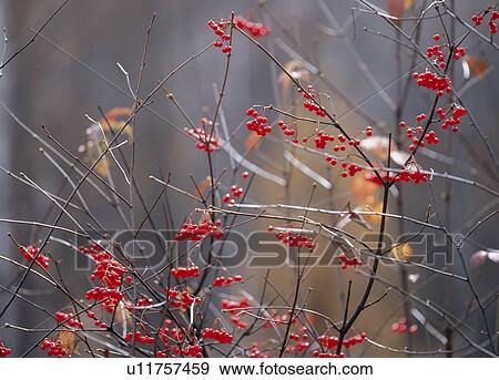 Stock Photo - "Red Berry Branch, Nagano, Japan". Fotosearch