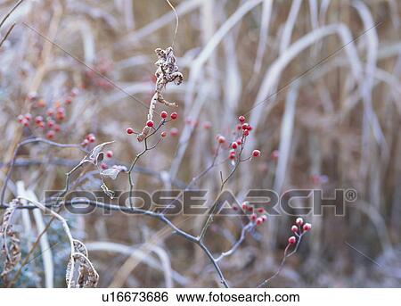 Stock Photograph - "Red Berry Branch, Nagano, Japan". Fotosearch