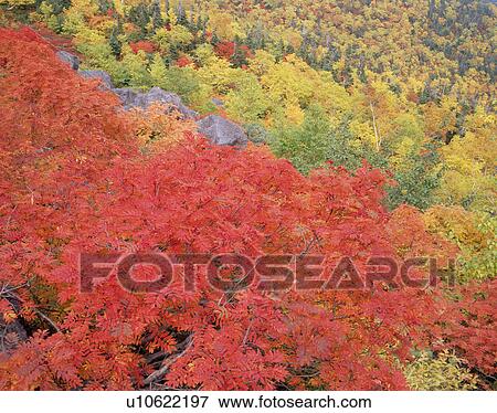 Stock Photo - "Red Leaves In Mountain, Nagano, Japan". Fotosearch