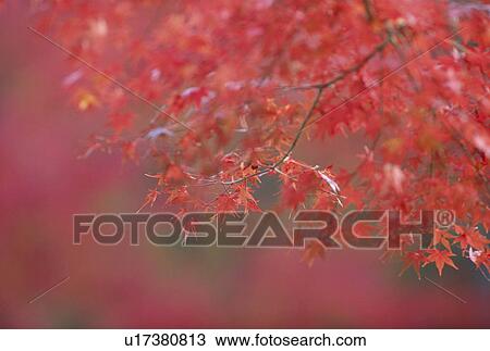 "Red Leaves, Kyoto, Japan" View Large Photo Image Stock Image - "Red Leaves, Kyoto, Japan". Fotosearch