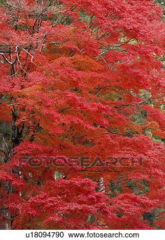 "Red Leaves, Kyoto, Japan" View Large Photo Image Stock Image - "Red Leaves, Kyoto, Japan". Fotosearch