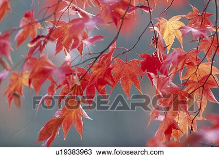 "Red Leaves, Kyoto, Japan" View Large Photo Image Stock Image - "Red Leaves, Kyoto, Japan". Fotosearch