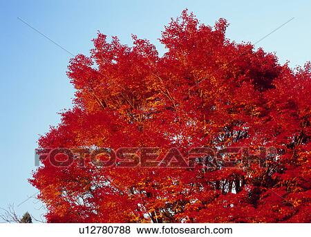 Stock Photo - "Red Leaves, Kyoto, Japan". Fotosearch