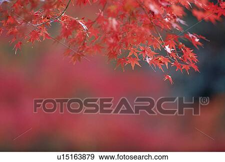 Stock Photo - "Red Leaves, Kyoto, Japan". Fotosearch