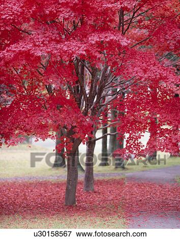 "Red Leaves, Shizuoka, Japan" View Large Photo Image Stock Photo - "Red Leaves, Shizuoka, Japan". Fotosearch