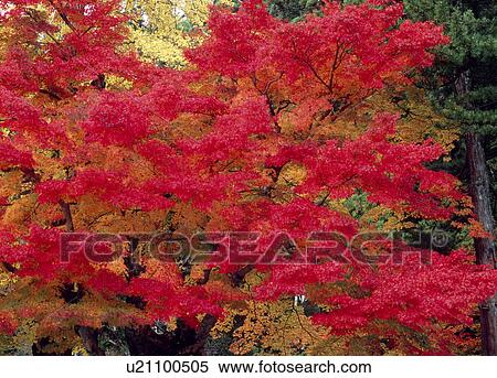 Stock Photography - "Red Leaves, Wakayama, Japan". Fotosearch
