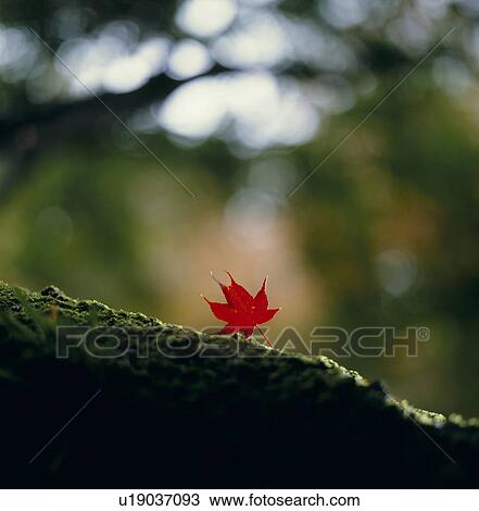 Stock Image - "Red Maple Leaf, Aomori, Japan". Fotosearch