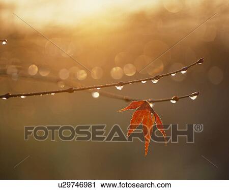 "Red Maple Leaf, Aomori, Japan" View Large Photo Image Stock Image - "Red Maple Leaf, Aomori, Japan". Fotosearch
