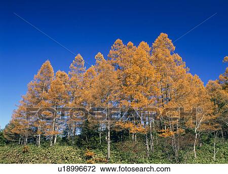 Stock Image - "Tree With Autumn Leaves In Green Field, Nagano, Japan". Fotosearch