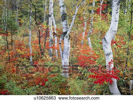 "Tree With Autumn Leaves, Nagano, Japan" View Large Photo Image Stock Image - "Tree With Autumn Leaves, Nagano, Japan". Fotosearch
