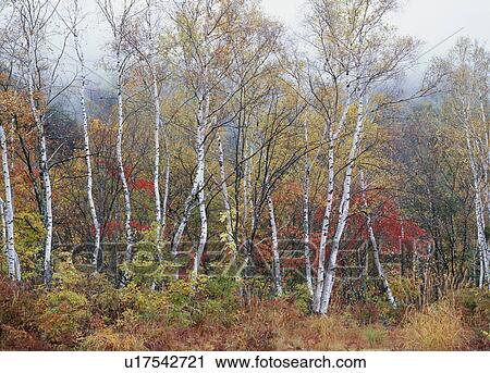 "Tree With Autumn Leaves, Nagano, Japan" View Large Photo Image Stock Image - "Tree With Autumn Leaves, Nagano, Japan". Fotosearch
