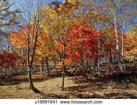 Stock Image - "Tree With Autumn Leaves, Nagano, Japan". Fotosearch